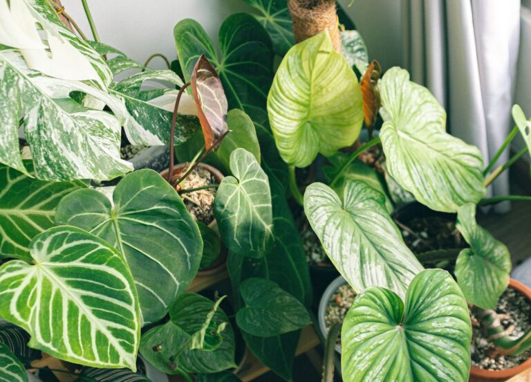 Philodendron plant leaves