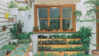 Best indoor plants for small spaces and how to fit them into your home