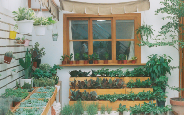 Best indoor plants for small spaces and how to fit them into your home
