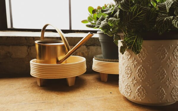 Bottom watering houseplants for healthier roots and fewer pests