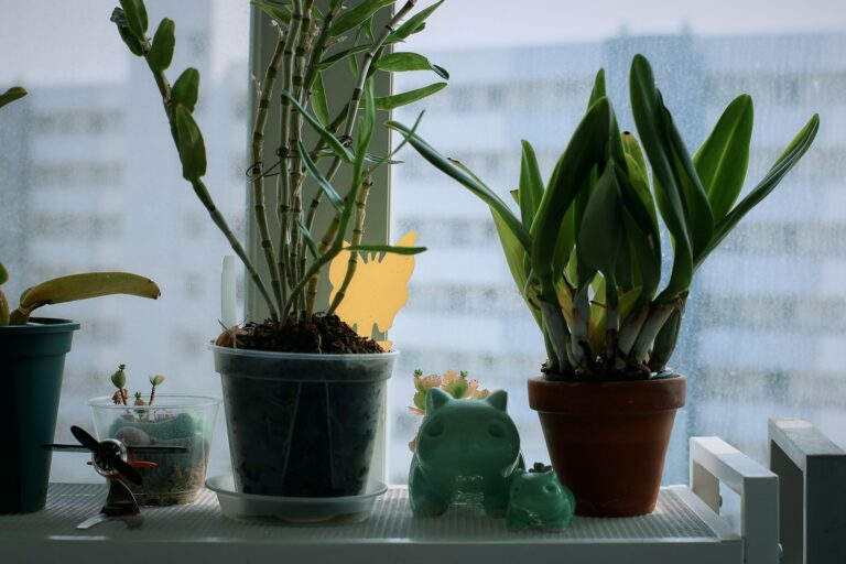Indoor plants soaking