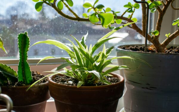 Bottom watering indoor plants for beginners: a simple guide that actually works