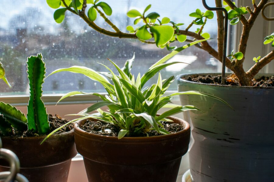 Indoor plants soaking