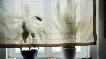 Bright indirect light explained: how to get it right for your indoor greenery