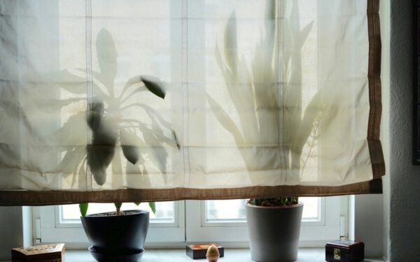 Bright indirect light explained: how to get it right for your indoor greenery