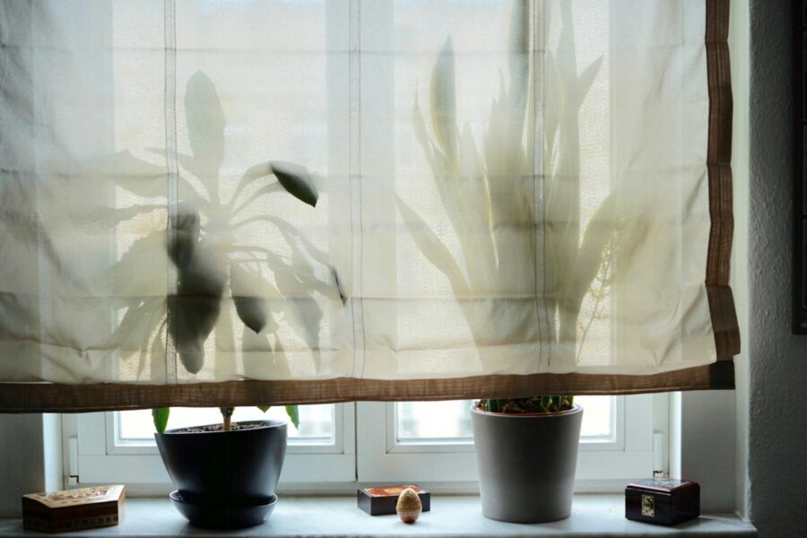 Indoor plants bright