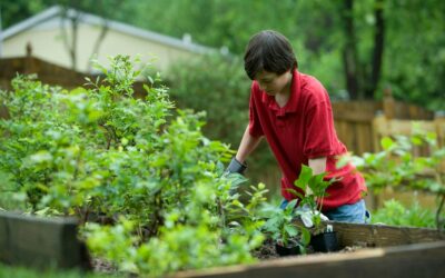 Budget-friendly raised beds using simple, long-lasting materials