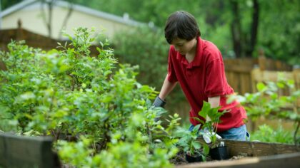Budget-friendly raised beds using simple, long-lasting materials