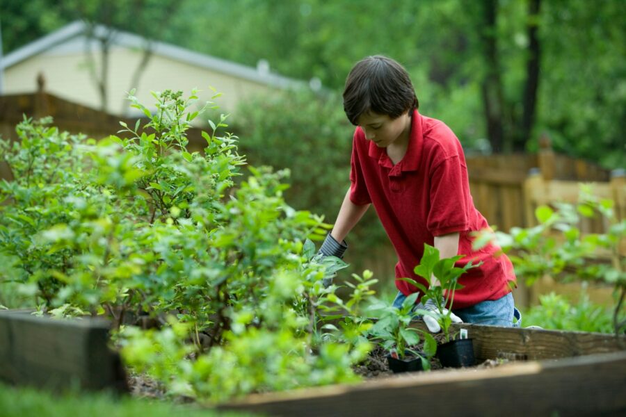 Raised bed vegetable