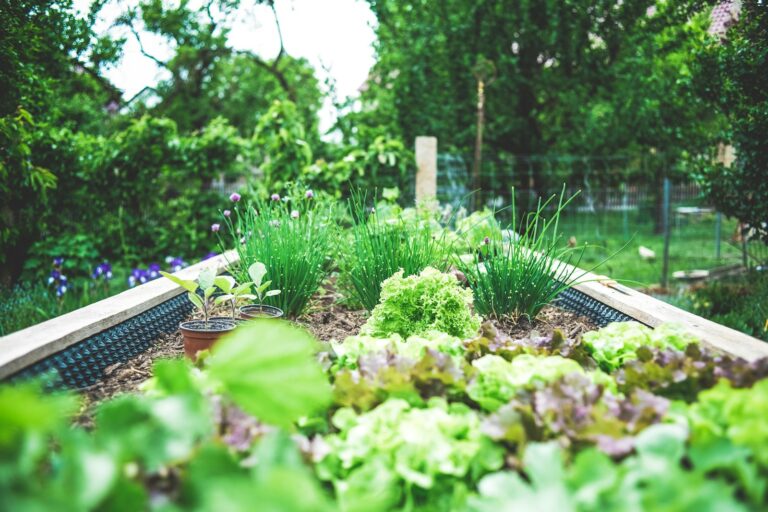 Raised bed vegetable