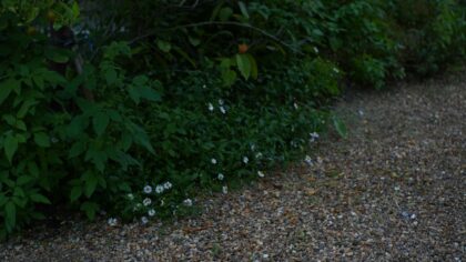 Budget garden borders around paths that shape your whole plot