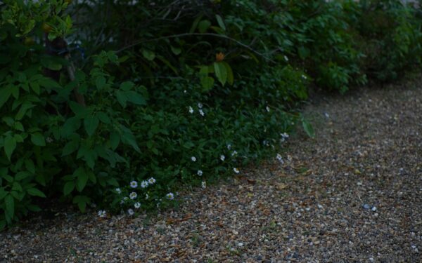Budget garden borders around paths that shape your whole plot