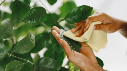 Cleaning plant leaves properly for stronger, shinier indoor foliage