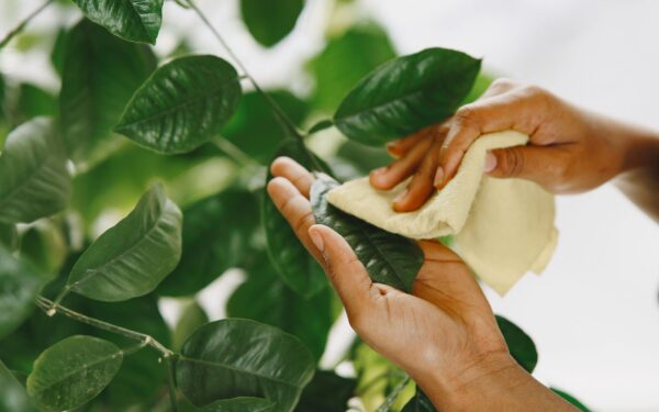 Cleaning plant leaves properly for stronger, shinier indoor foliage