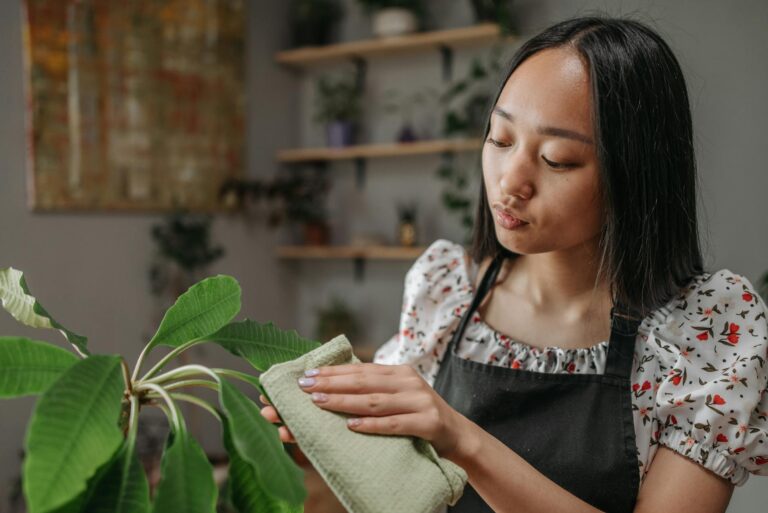 Green indoor plant leaves microfiber cloth dusting