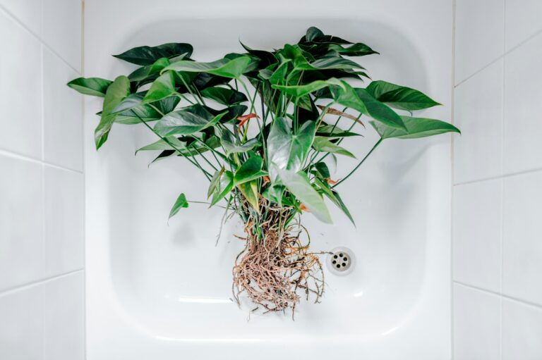 Bathroom shower rinsing potted plant leaves