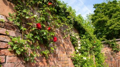 Clever garden walls and fences that shape space and add character