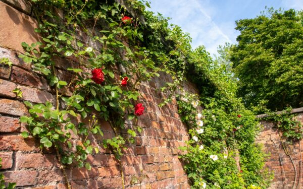 Clever garden walls and fences that shape space and add character