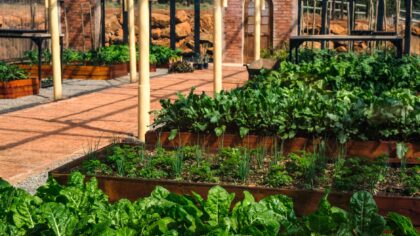 Clever raised bed layouts that make every metre of your garden work harder