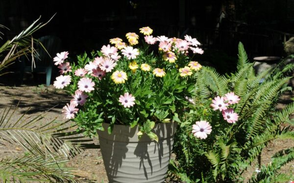 Cohesive container garden design that pulls your whole outdoor space together