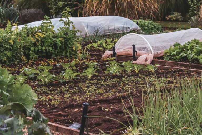 Garden fork loosening soil mulch layer cover crop