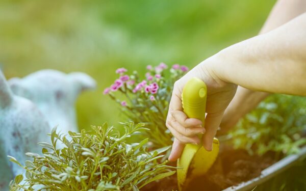 Compacted soil in home gardens and how to bring it back to life