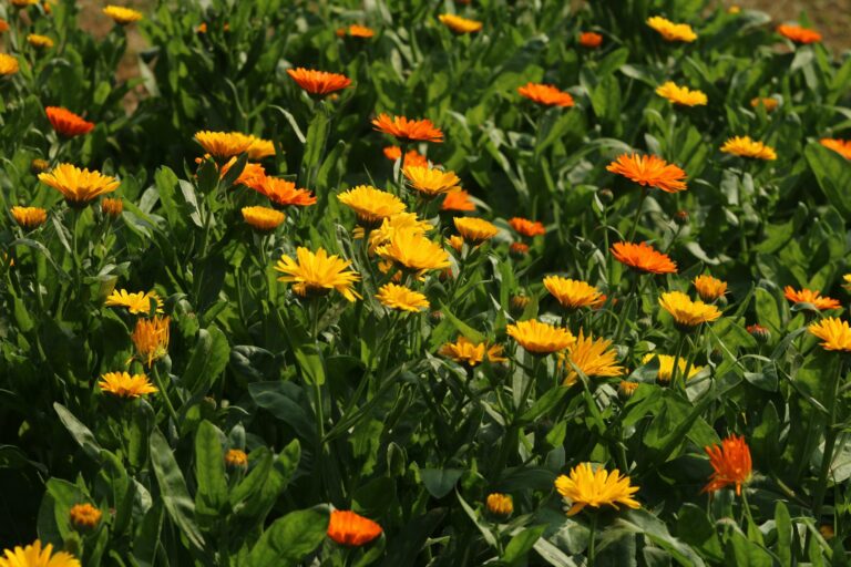 Mixed vegetable bed calendula marigolds dill nasturtiums
