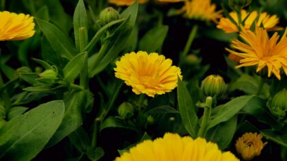 Companion flowers that quietly protect your vegetable beds