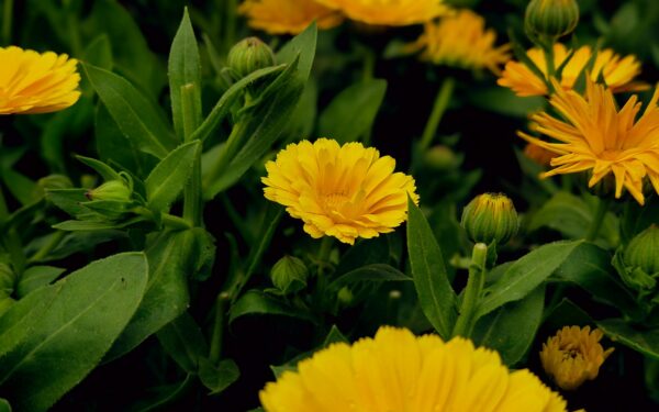 Companion flowers that quietly protect your vegetable beds