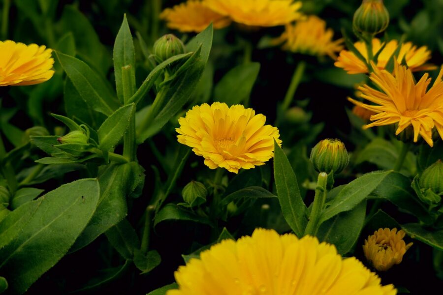 Mixed vegetable bed calendula marigolds dill nasturtiums