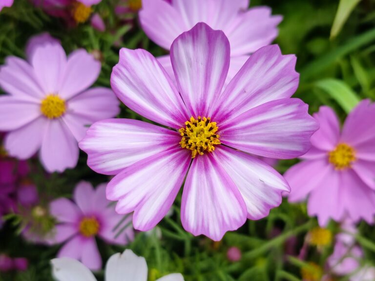 Cosmos flowers beside tomato plants