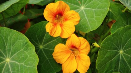 Companion flowers that quietly support a healthy vegetable garden