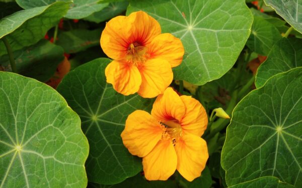 Companion flowers that quietly support a healthy vegetable garden