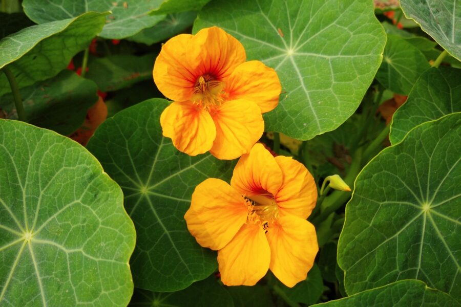 Vegetable garden marigolds