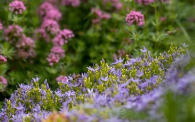 Companion herbs for flower borders and vegetable beds that quietly boost resilience