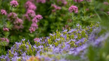 Companion herbs for flower borders and vegetable beds that quietly boost resilience