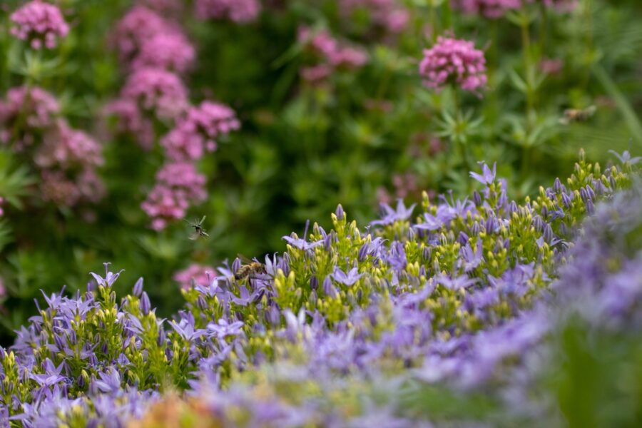 Mixed herb border
