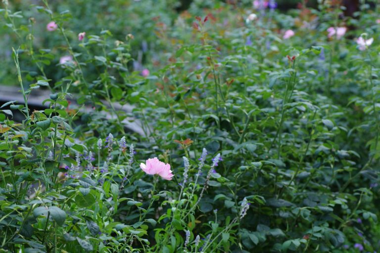 Mixed herb border
