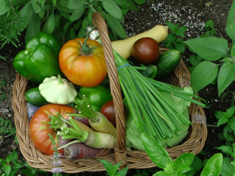Container vegetables tomato