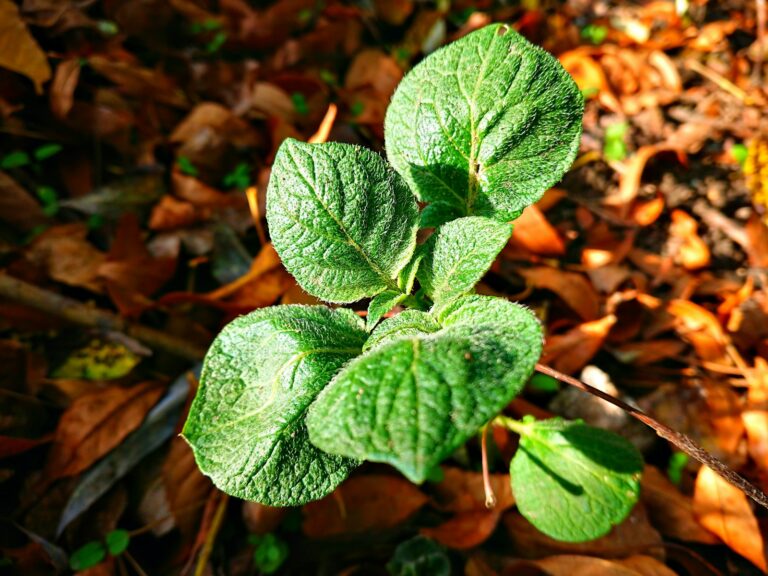 Potato plant leaves