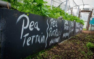 Cool-season salad beds that bridge the gap between winter and warm weather