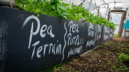 Cool-season salad beds that bridge the gap between winter and warm weather