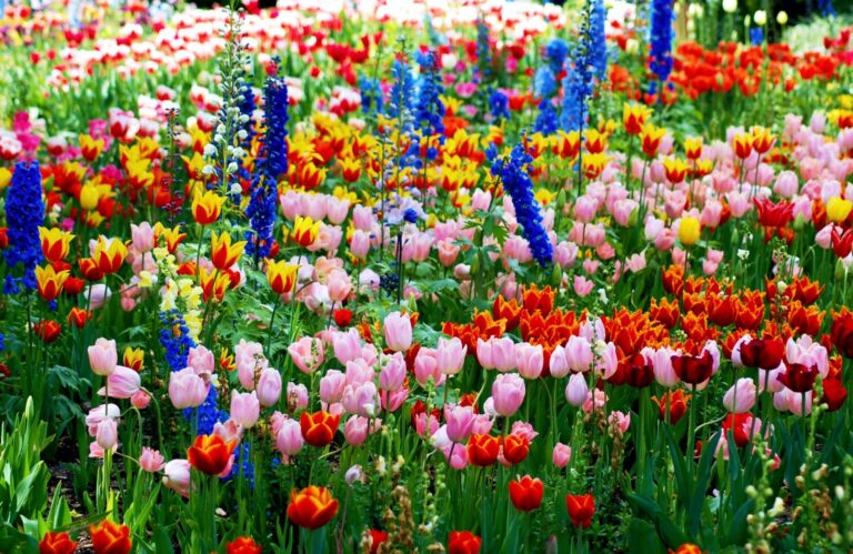 Cottage garden flower border path roses delphiniums