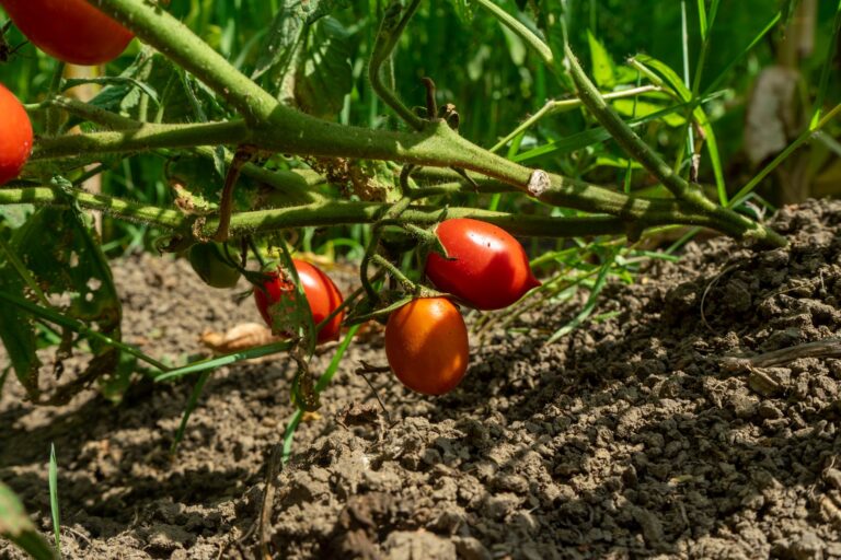 Ripe cracked tomato