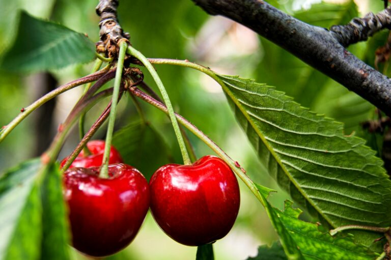 Cherry tree rain