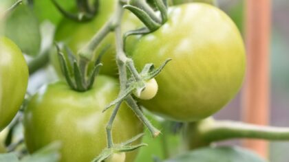 Cracked tomatoes and split berries: why fruit splits and how to prevent it naturally