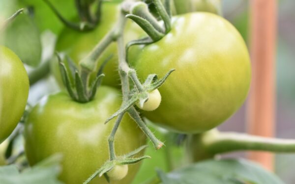 Cracked tomatoes and split berries: why fruit splits and how to prevent it naturally