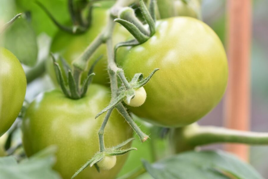 Ripe cracked tomato