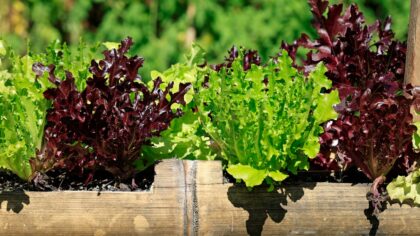 Cut-and-come-again salad beds: how to enjoy continuous leafy harvests from spring to autumn