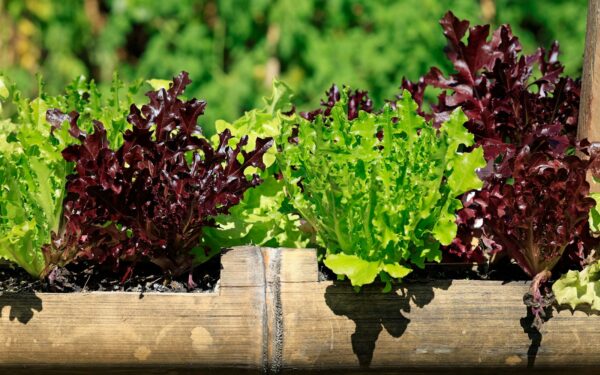 Cut-and-come-again salad beds: how to enjoy continuous leafy harvests from spring to autumn